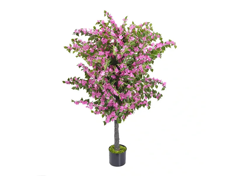 Vistafolia® Amalfi Bloom Bougainvillea