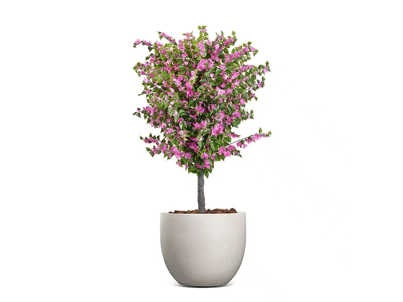 Vistafolia® Amalfi Bloom Bougainvillea