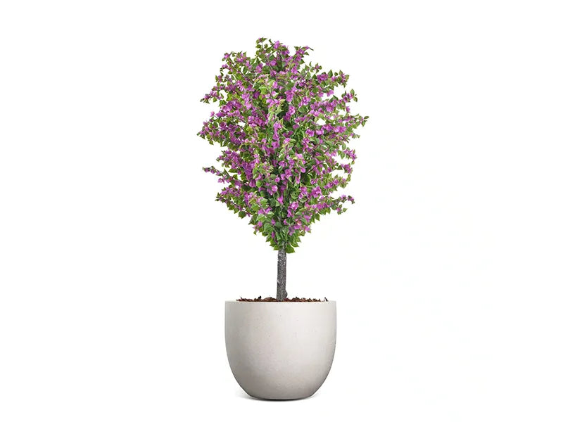Vistafolia® Amalfi Bloom Bougainvillea