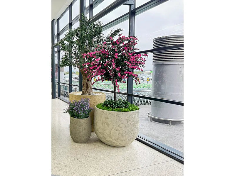 Vistafolia® Amalfi Bloom Bougainvillea