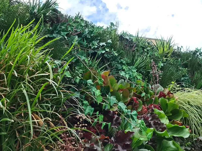 Vistafolia® Trailing Ivy Texture Box
