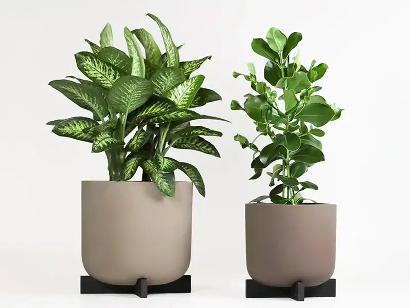 Greenmood Cruz Fiber Resin Planter