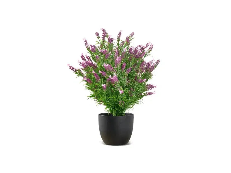 Vistafolia® French Lavender Bush