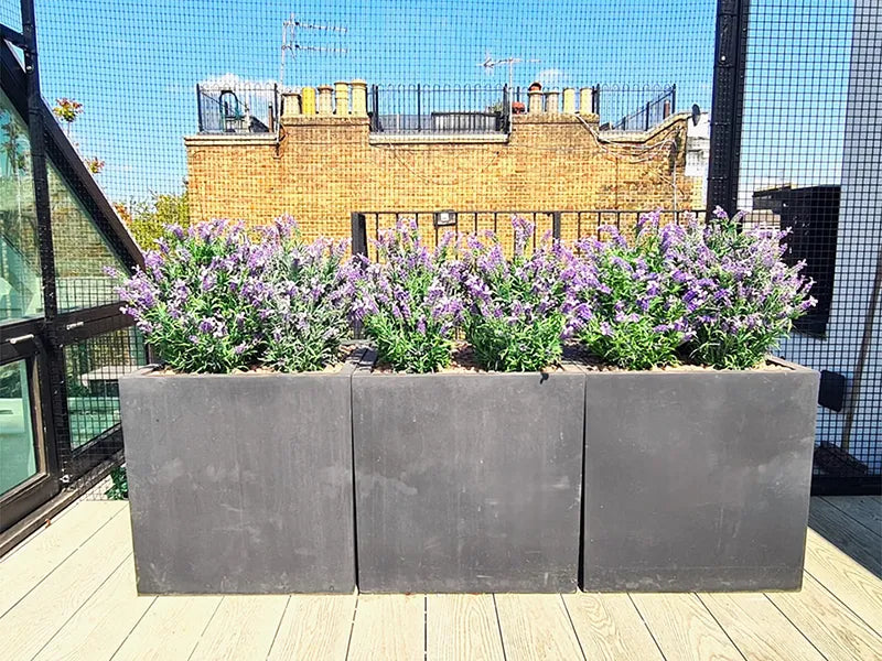Vistafolia® French Lavender Bush