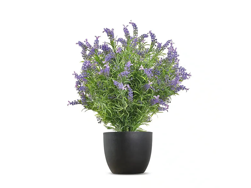 Vistafolia® French Lavender Bush