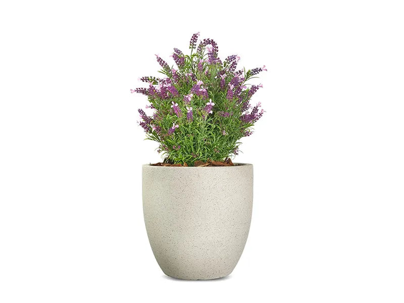 Vistafolia® French Lavender Bush
