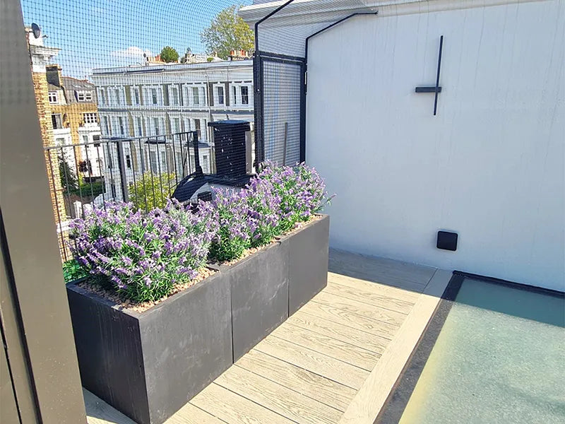 Vistafolia® French Lavender Bush