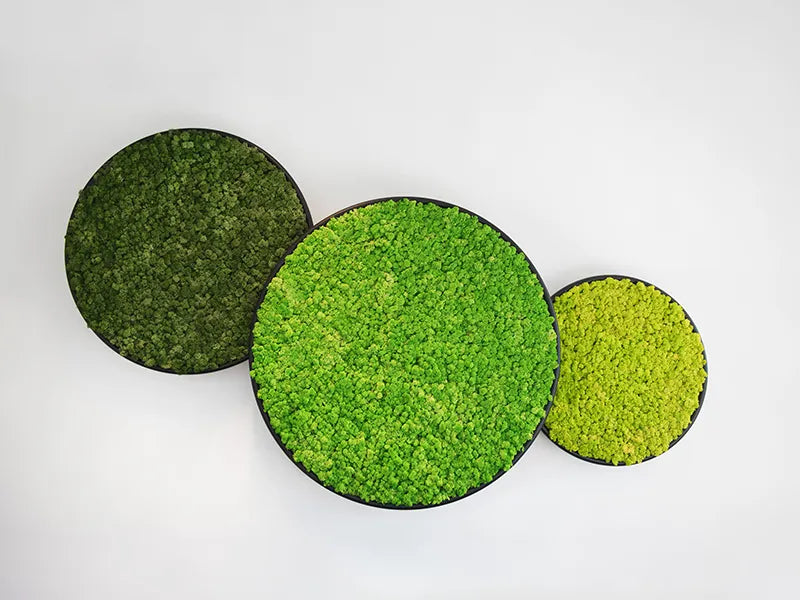 Greenmood G-Circles Green Wall Panels